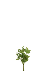 Bundel "Eucalyptus"
