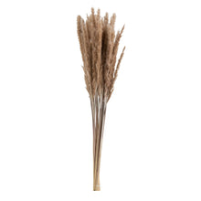 Afbeelding in Gallery-weergave laden, Bundel &quot;Pennisetum&quot; gras
