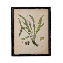 Afbeelding in Gallery-weergave laden, Poster illustratie &quot;Abeni&quot; Lomana Banksii
