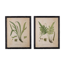 Afbeelding in Gallery-weergave laden, Poster illustratie &quot;Abeni&quot; Lomana Banksii
